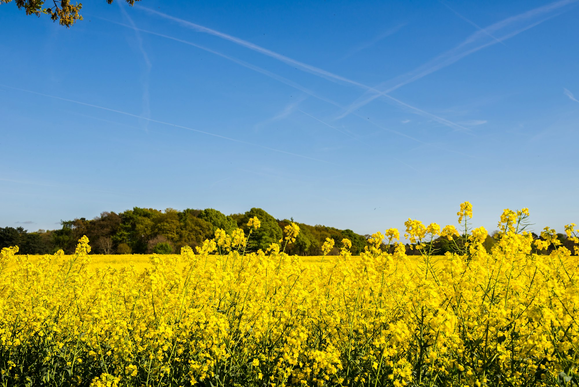 Blooming Field of Yellow Rapeseed